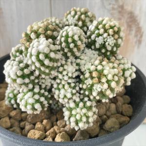 日本花キ流通 caサボテン ツルビニカルプス パナロッティ 実生