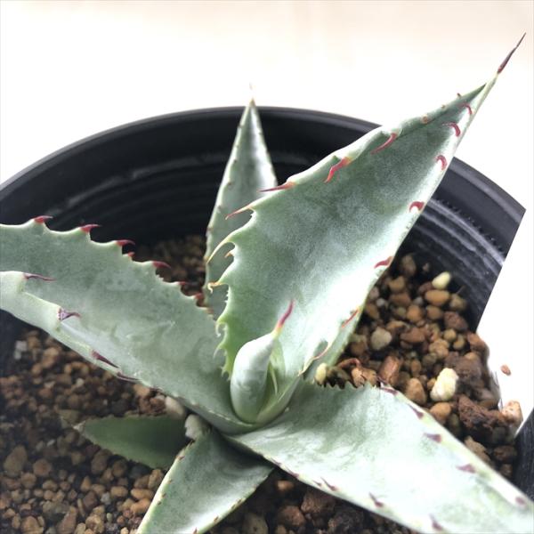 多肉植物 caアガベ フレキシスピナ Agave flexispina 多肉植物 アガベ コーデック...