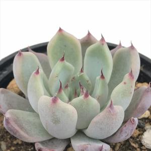 多肉植物 yukエケベリア ザラゴーサspノバ 優木園さんの苗 送料無料