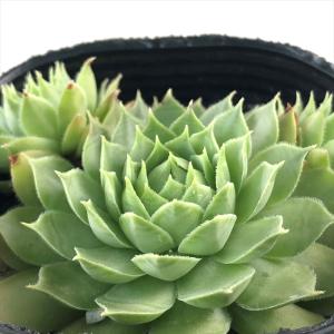 日本花キ流通 多肉植物 caセンペルビウム ギャラクシースター 登録品種