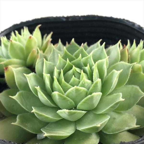 多肉植物 sfセンペルビウム グリーンフィ  7.5cmポット センペルビブム