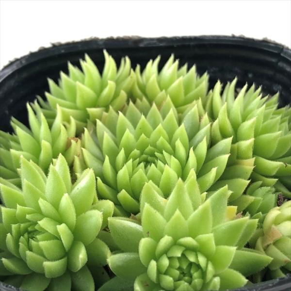 多肉植物 sfセンペルビウム キーライムキス  7.5cmポット センペルビブム
