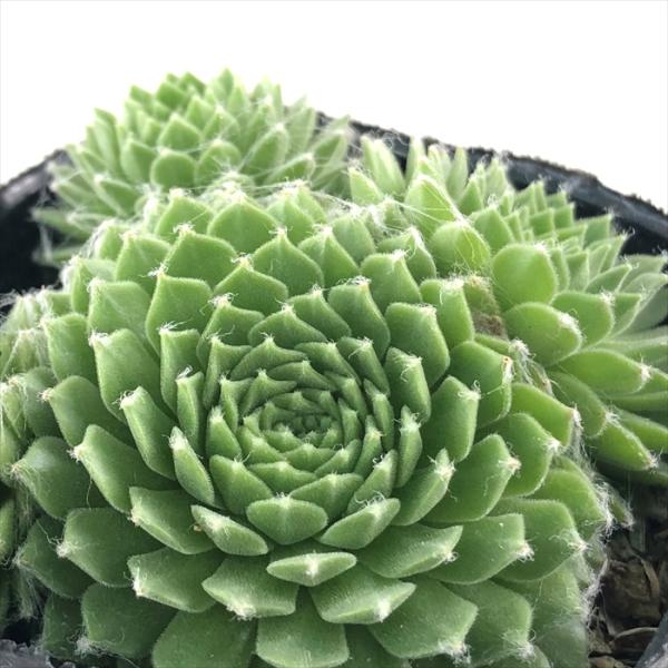 多肉植物 sfセンペルビウム アラクチタン  7.5cmポット センペルビブム
