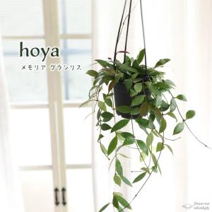 日本花キ流通 予約販売 観葉植物 ホヤ デシプラエ 4号 吊り鉢 吊り下げ