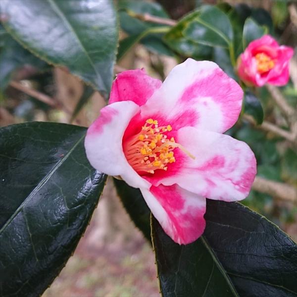 予約販売 侘助椿 胡蝶侘助 12cmポット 開花予定株 つばき ツバキ 生け花 切り花 庭木 花木 ...