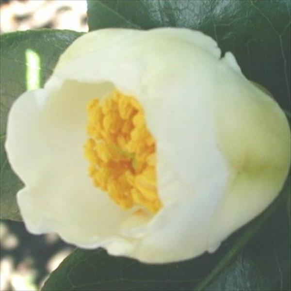 予約販売 一重咲き椿 白玉 9cmポット 椿 つばき ツバキ 生け花 切り花 庭木 花木 akq 2...