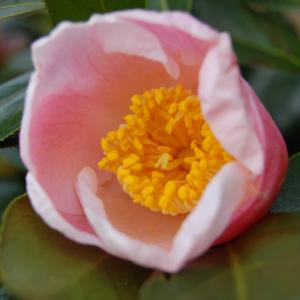 西王母　椿 西王母：椿（ツバキ）3寸ポット植え : 日本花卉ガーデンセンターYahoo