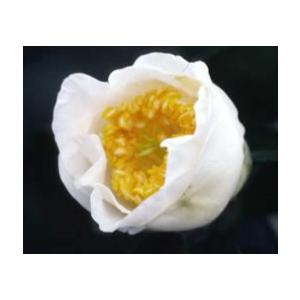 予約販売 一重咲き椿 加茂本阿弥 9cmポット 椿 つばき ツバキ 生け花 切り花 庭木 花木 ak...