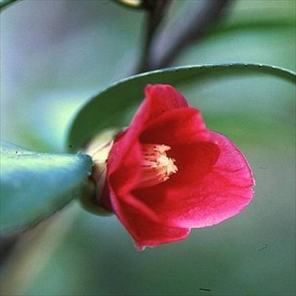 予約販売 侘助椿 一子侘助 9cmポット 椿 つばき ツバキ 生け花 切り花 庭木 花木 akq 2...