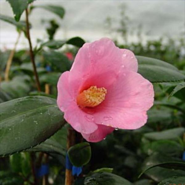 予約販売 侘助椿 吉備 9cmポット 椿 つばき ツバキ 生け花 切り花 庭木 花木 akq 2月下...