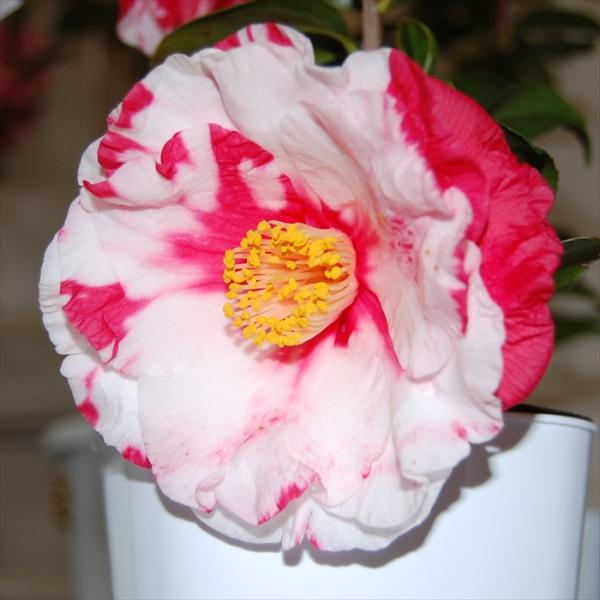 予約販売 八重咲き椿 岩根絞 9cmポット 椿 つばき ツバキ 生け花 切り花 庭木 花木 akq ...