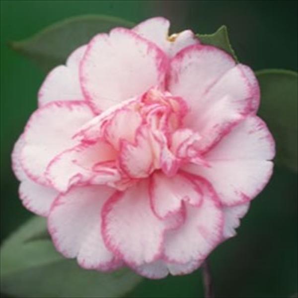 予約販売 八重咲き椿 酒中花 9cmポット 椿 つばき ツバキ 生け花 切り花 庭木 花木 akq ...