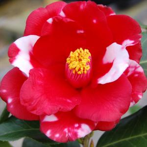 洋種椿 ファイヤーダンスバー開花 素敵な赤い花に白のぼかし 宅急便.匿名発送 洋種椿 ファイヤーダンスバー開花 素敵な赤い花に白のぼかし 宅急便