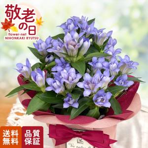 クリスマスローズ 広瀬園芸 クレオパトラ 0211-021 現品販売 送料無料