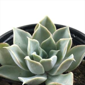 多肉植物 PKSFエケベリア コロラータブランディティ×ザラゴーサspノバ