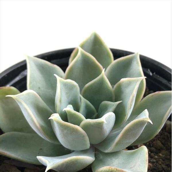 多肉植物 hmエケベリア ラパスリラ 多肉植物 エケベリア 6cmポット