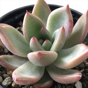 日本花キ流通 多肉植物 hmエケベリア ピンクネーション 多肉植物