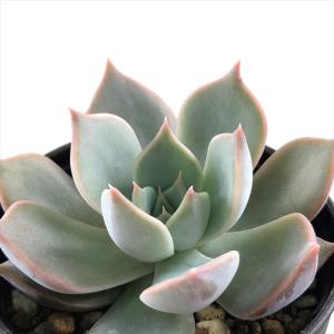 多肉植物 oriミックスベリア No.011 赤鬼 おらいさん苗 送料無料