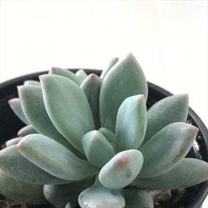 日本花キ流通 多肉植物 hmパキフィツム 紫美人 多肉植物 パキフィツム