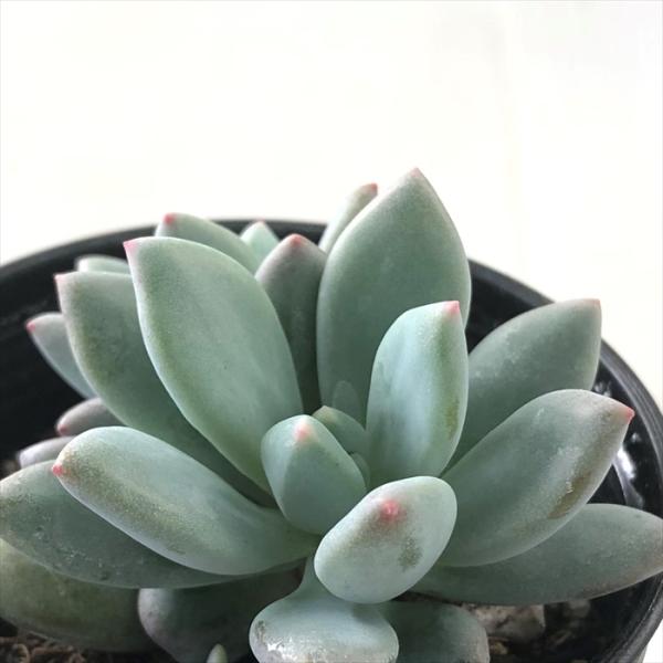 多肉植物 hmパキフィツム キューティーフィンガー 多肉植物 パキフィツム 6cmポット