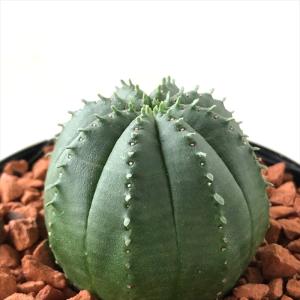 ユーフォルビア オベサ 多肉植物 2.5号/1個売り 花苗 お花 宿根草
