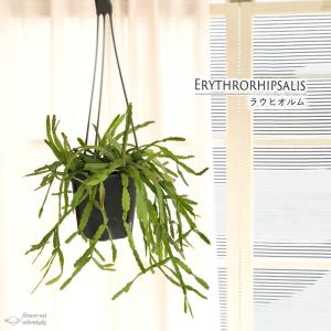 観葉植物 リプサリス ラウヒオルム 4号 吊り鉢 吊り下げ ハンギング 送料無料 室内 プレゼント インテリア おしゃれ hni