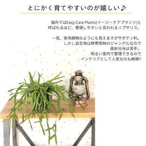 観葉植物 リプサリス ラウヒオルム 4号 吊り...の詳細画像1