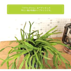 観葉植物 リプサリス ラウヒオルム 4号 吊り...の詳細画像2