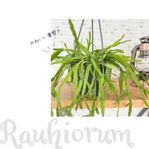 観葉植物 リプサリス ラウヒオルム 4号 吊り...の詳細画像3