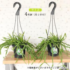 観葉植物 リプサリス ラウヒオルム 4号 吊り...の詳細画像4