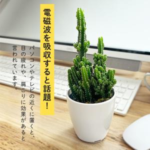 観葉植物 cot セレウス ペルヴィアナス 3...の詳細画像1