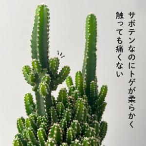 観葉植物 cot セレウス ペルヴィアナス 3...の詳細画像2