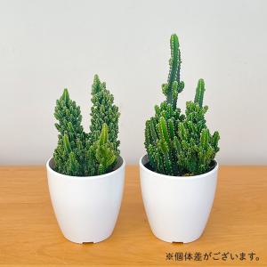 観葉植物 cot セレウス ペルヴィアナス 3...の詳細画像3