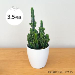 観葉植物 cot セレウス ペルヴィアナス 3...の詳細画像4