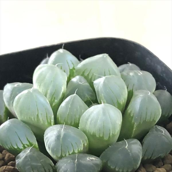 多肉植物 kubハオルチア 美窓グリーン 海ぶどう 多肉植物 ハオルチア 7.5cmポット