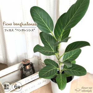 日本花キ流通 観葉植物 フィカス バーガンディ ゴムの木 6号鉢