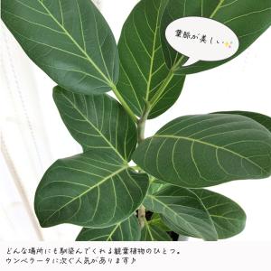観葉植物 フィカス ベンガレンシス ゴムの木 ...の詳細画像1