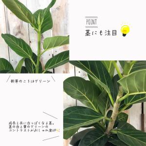観葉植物 フィカス ベンガレンシス ゴムの木 ...の詳細画像2
