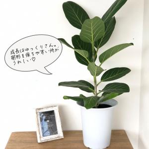 観葉植物 フィカス ベンガレンシス ゴムの木 ...の詳細画像3