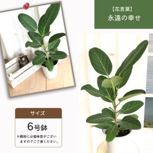 観葉植物 フィカス ベンガレンシス ゴムの木 ...の詳細画像4