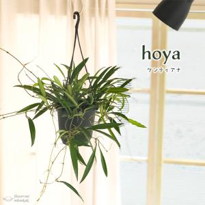 日本花キ流通 予約販売 観葉植物 ホヤ デシプラエ 4号 吊り鉢 吊り下げ