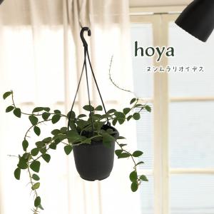 日本花キ流通 予約販売 観葉植物 ホヤ デシプラエ 4号 吊り鉢 吊り下げ