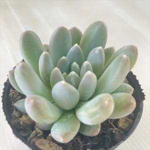 ＊*＊様 青鬼 ミックスベリア おらいさん苗 多肉植物 エケベリア 多肉植物 oriミックスベリア No.010 青鬼 おらいさん苗 送料無料