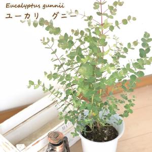 ユーカリ グニー 6号鉢 送料無料 苗 観葉植物 インテリア Herb