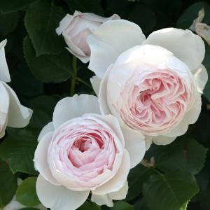 ミニバラ真珠貝 リング状仕立て 5号鉢植え 全国送料無料 他品同梱可