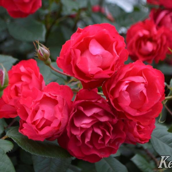 予約販売 バラ 苗 バラ 新苗 メイアン チェリー ボニカ 登録品種 薔薇 ばら 送料無料 京成バラ...