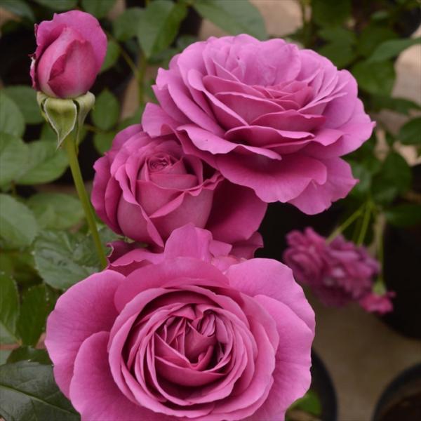 予約販売 バラ 苗 バラ 新苗 コルデス プラム パーフェクト 薔薇 ばら 送料無料 京成バラ園 新...