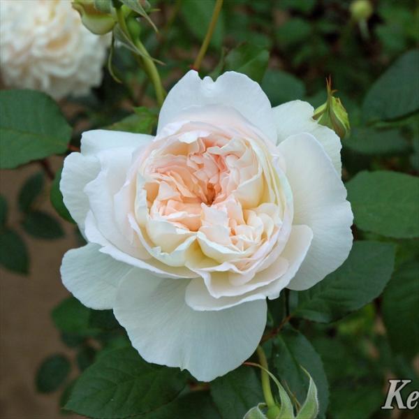 予約販売 バラ 苗 バラ 新苗 メイアン ボレロ 登録品種 薔薇 ばら 送料無料 京成バラ園 新苗 ...