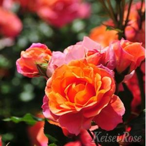 クリスマスローズ開花株 DD多弁咲き系ホワイトソフトグラデーション