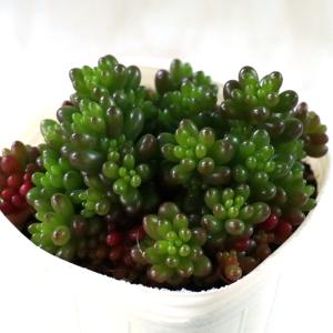 日本花キ流通 多肉植物 seセダム アクレ アウレウム エレガンス 9cm